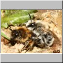 Colletes cunicularius - Weiden-Seidenbiene 29 13mm - Halen.jpg